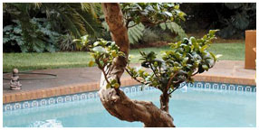 Villa la Pensionne Guest House Gallery - Garden