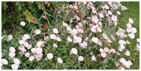 Villa la Pensionne Guest House Gallery - Miscellaneous